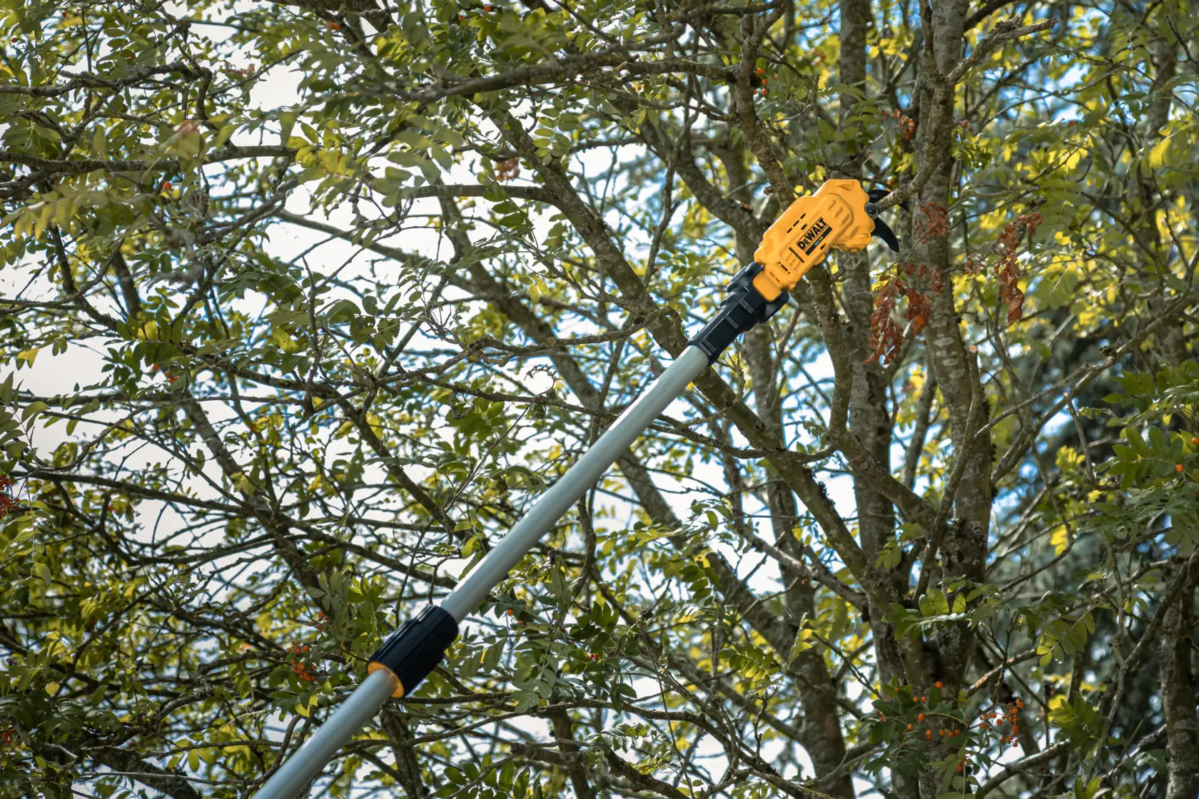 Sierra de pértiga DEWALT cortando ramas de árbol al aire libre.